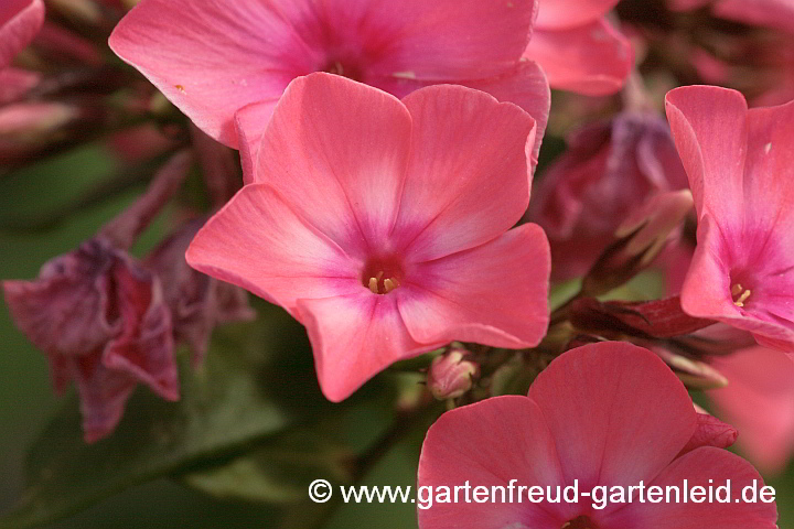 Phlox paniculata `Orange´ – Hoher Stauden-Phlox