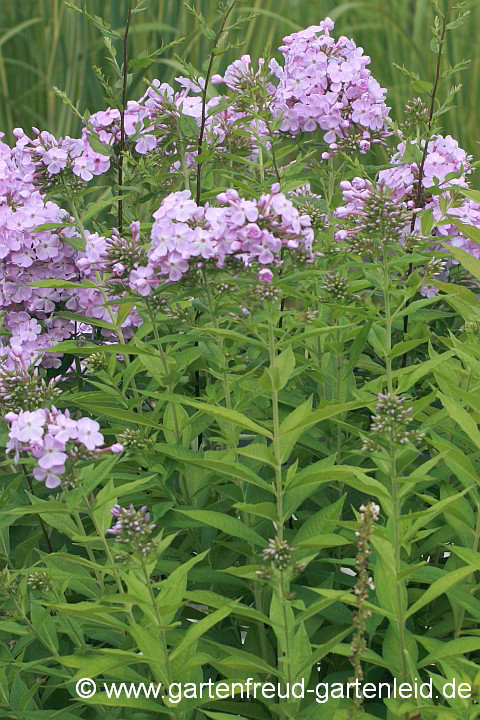 Phlox paniculata `Prospero´ – Hoher Stauden-Phlox