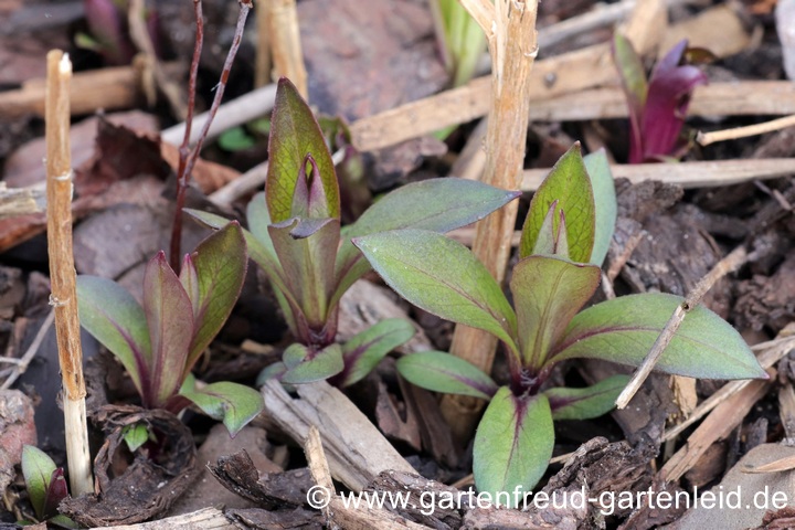 Phlox paniculata 'Prospero' &ndash; Hoher Stauden-Phlox, Austrieb