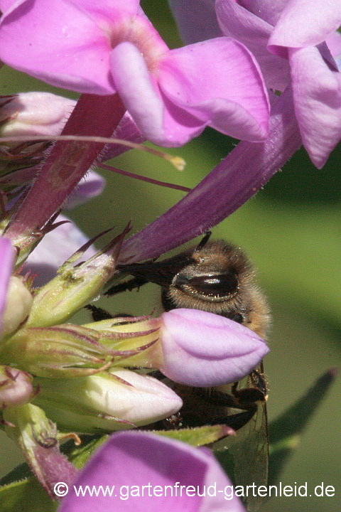 Phlox paniculata 'Prospero' – Hoher Stauden-Phlox