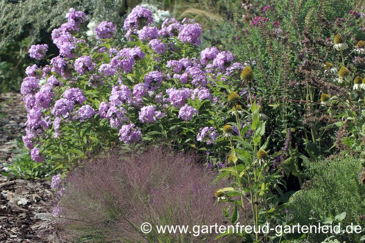 Phlox paniculata `Prospero´ &ndash; Hoher Stauden-Phlox