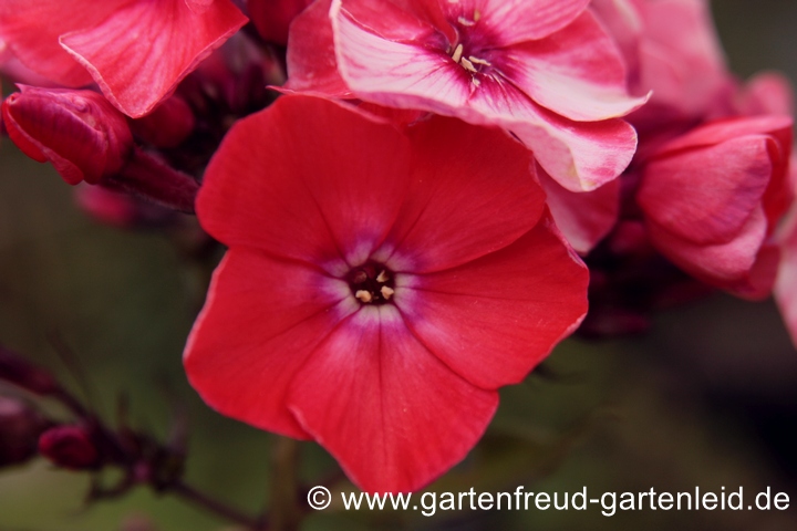 Phlox paniculata `Starfire´ &ndash; Hoher Stauden-Phlox