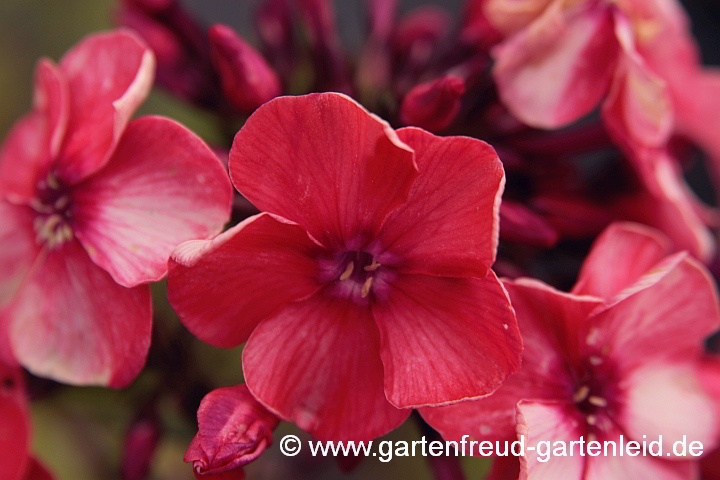 Phlox paniculata `Starfire´ – Hoher Stauden-Phlox