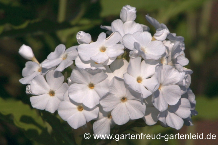 Phlox paniculata 'Wei&szlig;e Wolke' &ndash; Hoher Stauden-Phlox