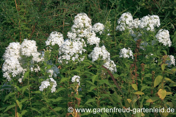 Phlox paniculata `Wei&szlig;e Wolke´ &ndash; Hoher Stauden-Phlox