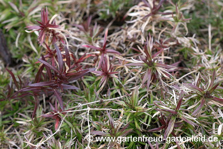 Phlox subulata 'Atropurpurea' im Winter