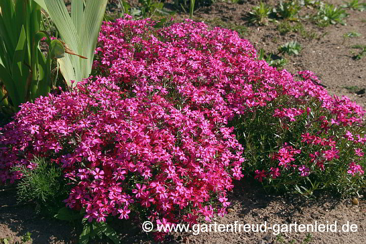 Phlox subulata 'Atropurpurea' – Kissen-Phlox, Moos-Phlox