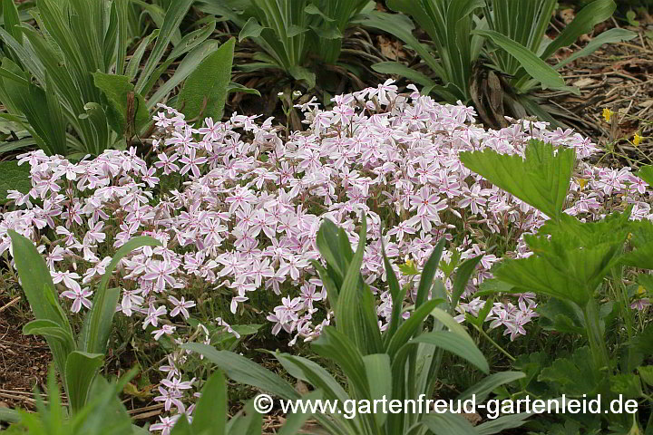 Phlox subulata 'Candy Stripes' – Kissen-Phlox, Moos-Phlox