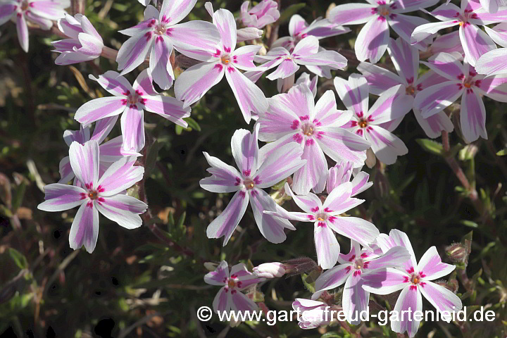 Phlox subulata 'Candy Stripes' – Polster-Phlox, Blüten