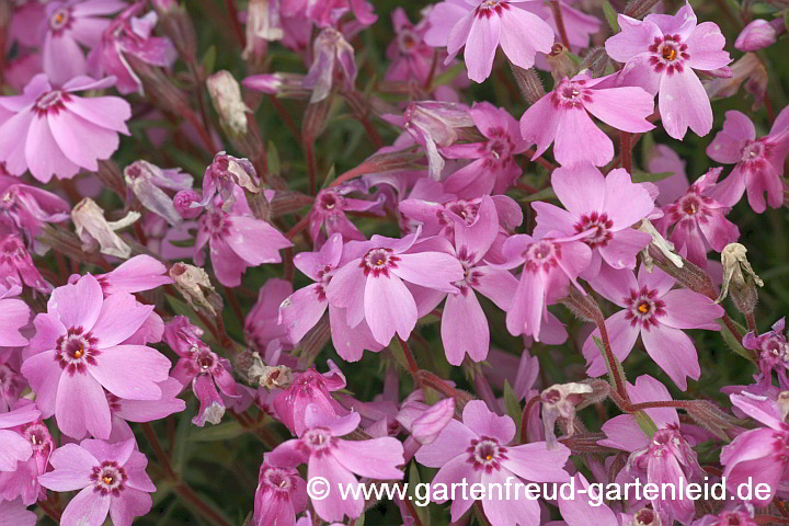 Phlox subulata 'Candy Stripes' – Wurzelaustrieb