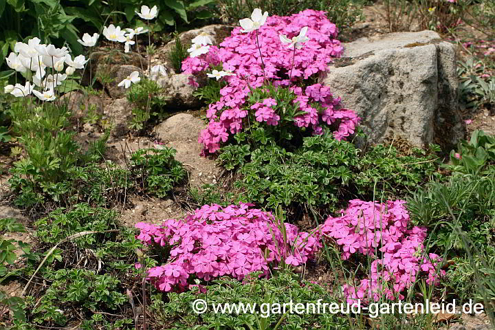 Phlox subulata 'Mc Daniels Cushion' – Kissen-Phlox, Moos-Phlox