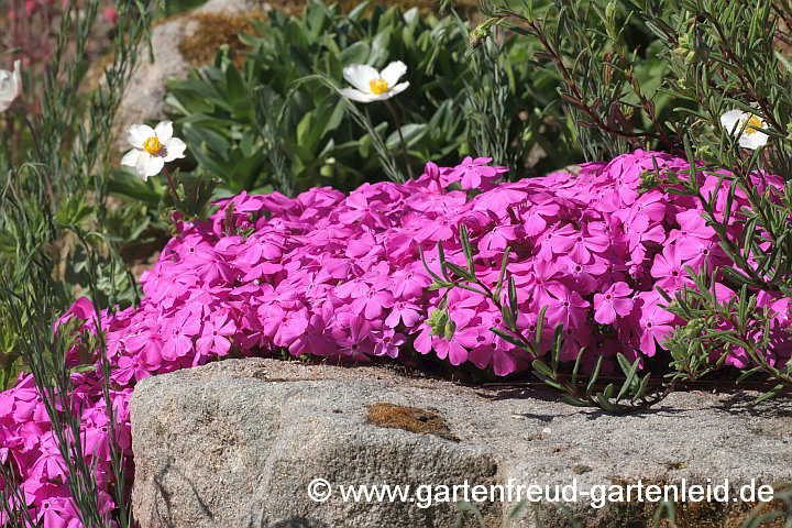 `Mc Daniels Cushion´ – Kissen-Phlox, Moos-Phlox