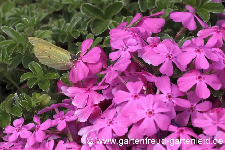 Phlox subulata 'Mc Daniels Cushion' mit Zitronenfalter &ndash; Kissen-Phlox