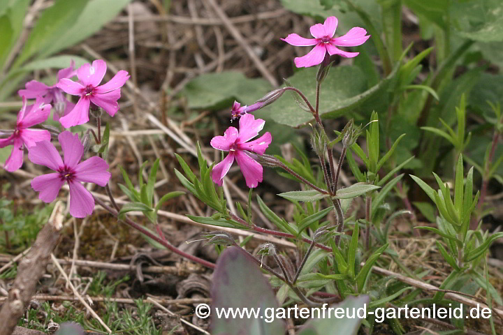 Phlox subulata – Kissen-Phlox, Moos-Phlox, Sämling