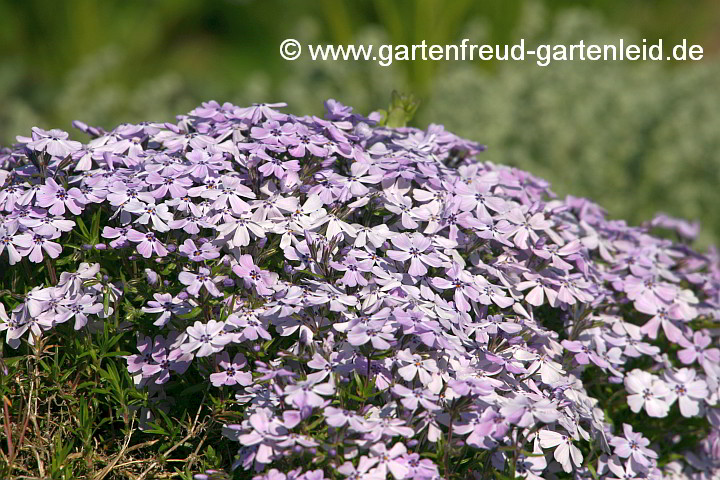 Phlox subulata subsp. subulata – Kissen-Phlox, Moos-Phlox