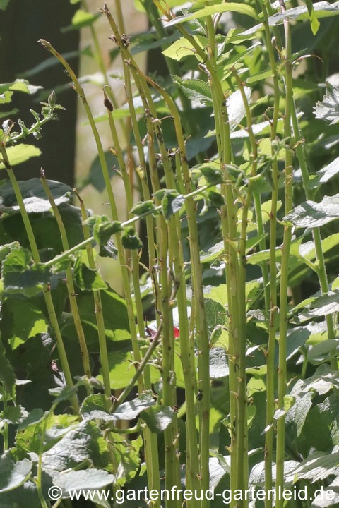 Platycodon grandiflorus abgefressen &ndash; Ballonblume, Ballonglocke