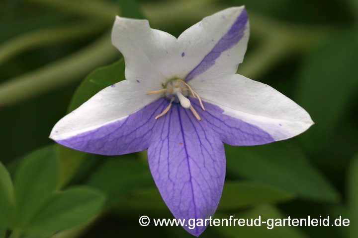 Platycodon grandiflorus (Ballonblume) – Zufallssämling