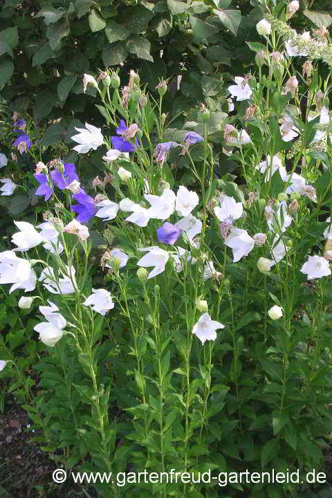 Platycodon grandiflorus 'Fuji White' – Ballonblume, Ballonglocke