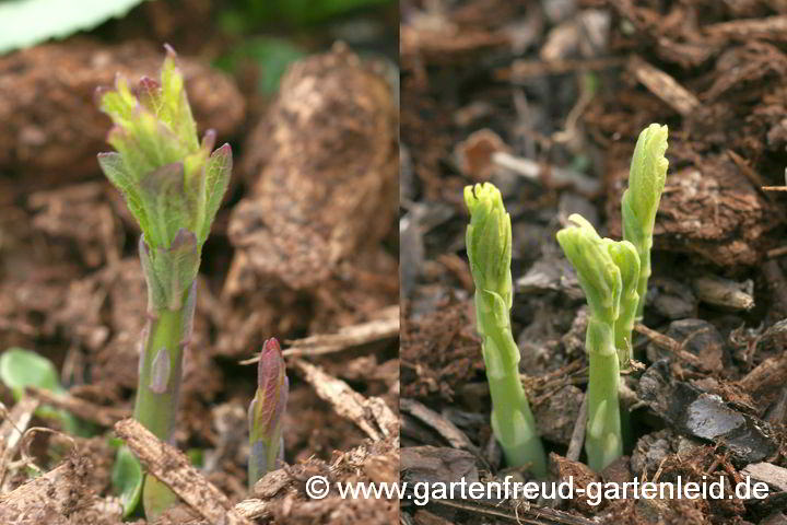 Platycodon grandiflorus – Ballonblume, Ballonglocke, Austrieb