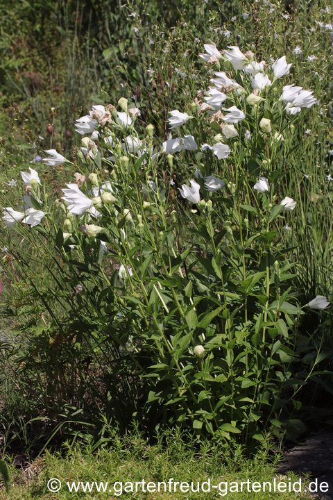 Platycodon grandiflorus 'Fuji White' &ndash; Ballonblume, Ballonglocke