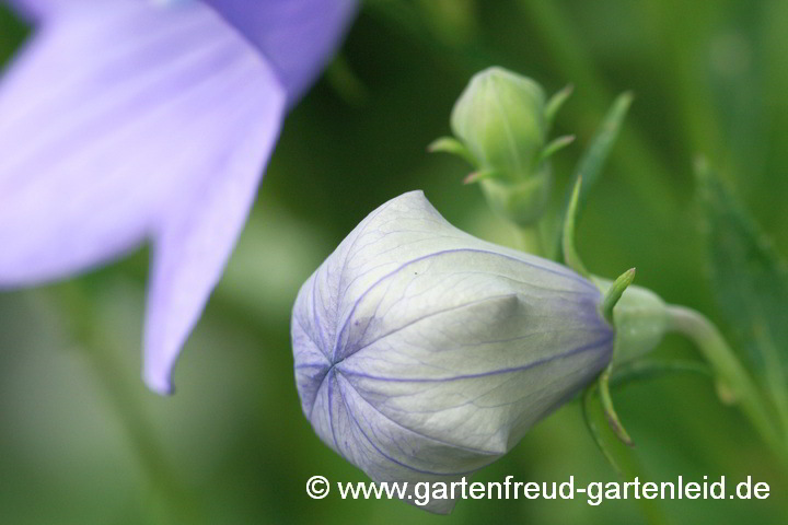 Platycodon grandiflorus – Ballonblume, Ballonglocke, Knospe