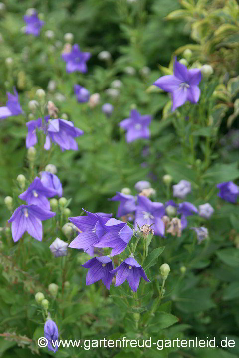 Platycodon grandiflorus – Ballonblume, Ballonglocke