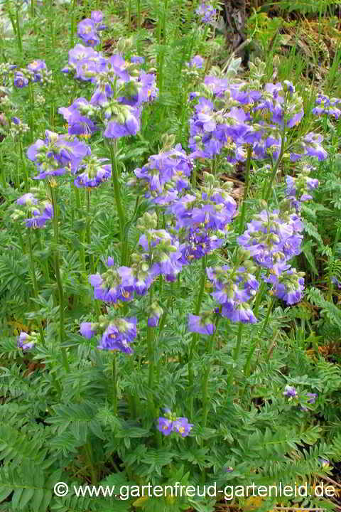 Polemonium caeruleum – Blaue Jakobsleiter oder Himmelsleiter