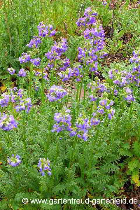 Polemonium caeruleum – Blaue Jakobsleiter