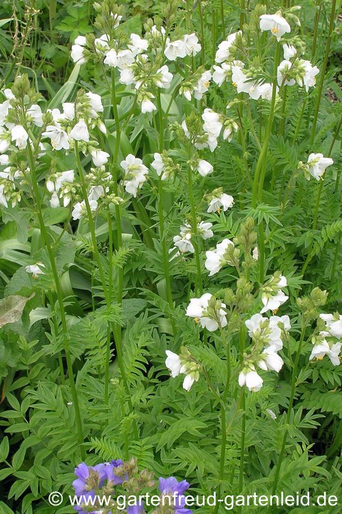 Polemonium caeruleum subsp. caeruleum 'Album' – Blaue Jakobsleiter oder Himmelsleiter in Weiß Polemonium caeruleum subsp. caeruleum 'Album' – Blaue Jakobsleiter oder Himmelsleiter in Weiß