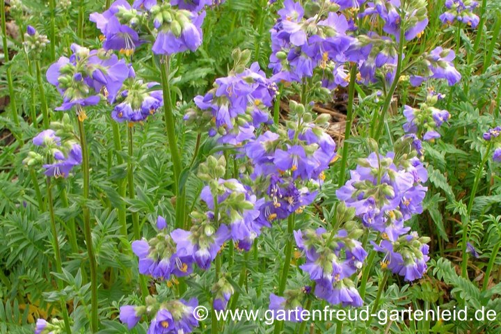 Polemonium caeruleum subsp. caeruleum &ndash; Blaue Jakobsleiter oder Himmelsleiter, Bl&uuml;tenst&auml;nde