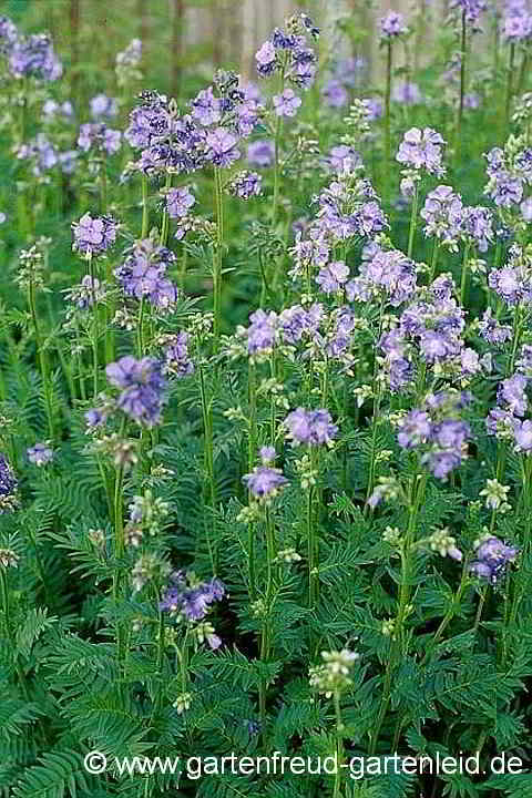 Polemonium caeruleum – Blaue Jakobsleiter oder Himmelsleiter