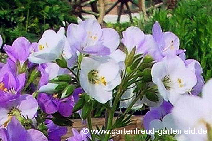 Polemonium carneum – Fleischfarbene Jakobsleiter