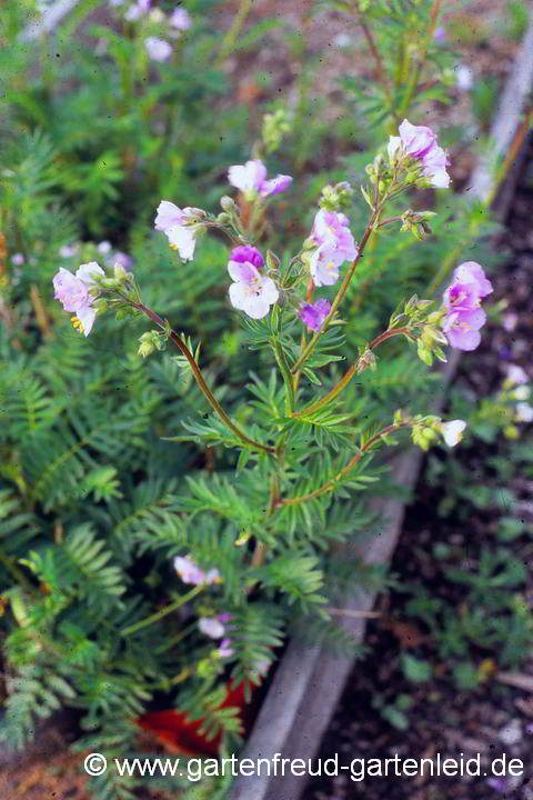 Polemonium carneum – Fleischfarbene Jakobsleiter