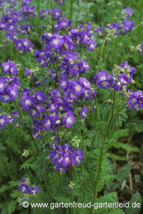 Polemonium caeruleum subsp. himalayanum – Himalaja-Jakobsleiter, -Himmelsleiter