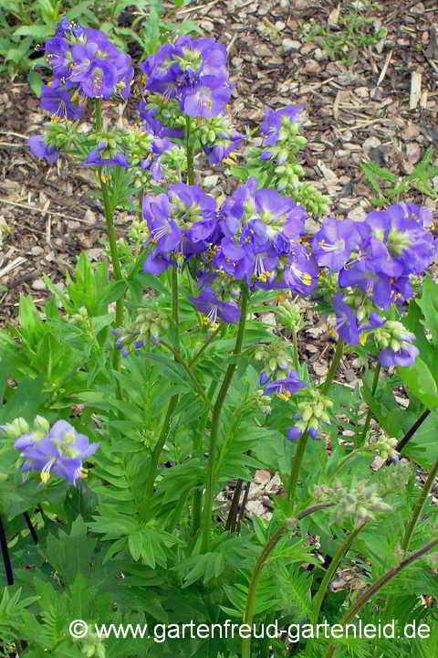 Polemonium caeruleum subsp. himalayanum – Himalaja-Jakobsleiter