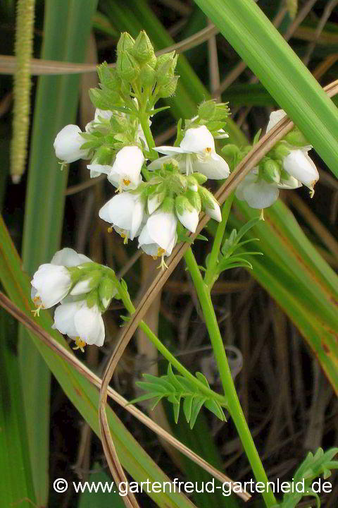 Polemonium liniflorum – Leinblütige Jakobsleiter