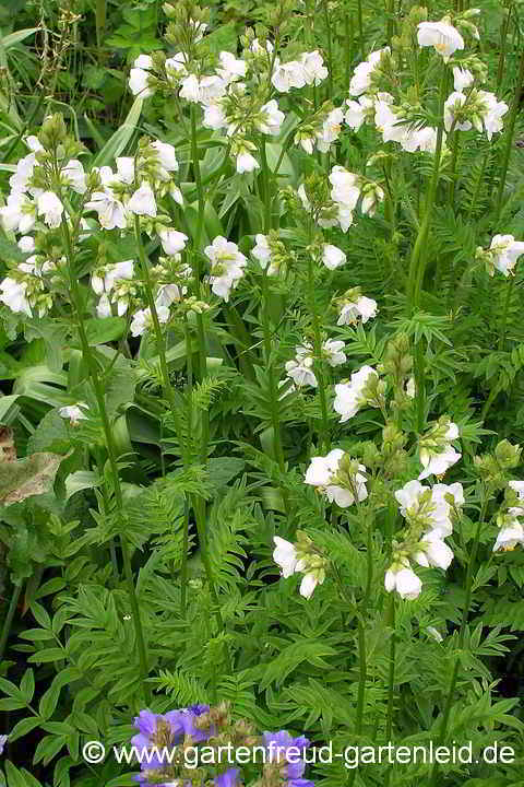 Polemonium liniflorum `Album´ – Leinblütige Jakobsleiter