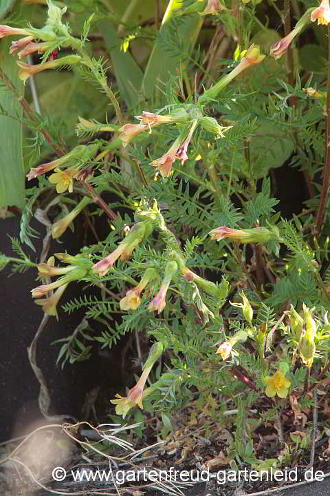 Polemonium pauciflorum – Armblütige Jakobsleiter