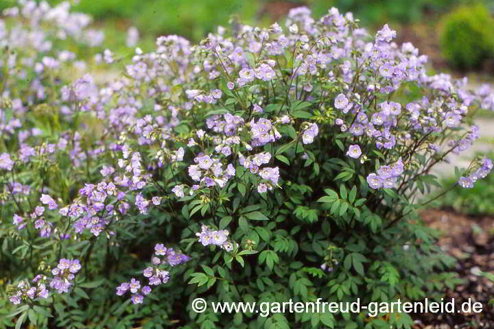 Polemonium reptans 'Blue Pearl' – Kriechende Jakobsleiter oder Himmelsleiter