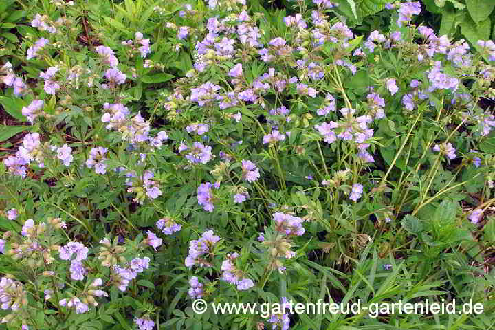 Polemonium reptans 'Blue Pearl' – Kriechende Jakobsleiter oder Himmelsleiter