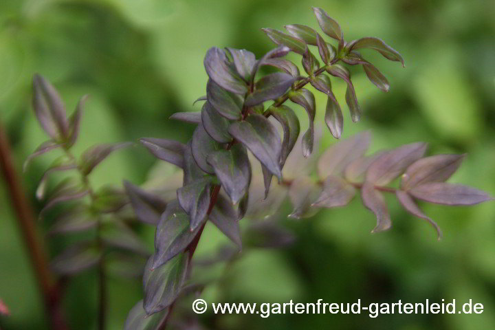 Polemonium yezoense – Japan-Jakobsleiter