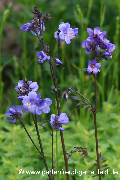 Polemonium yezoense – Japan-Jakobsleiter