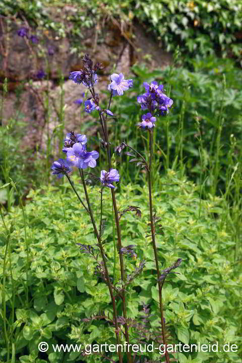 Polemonium yezoense 'Purple-Rain-Gruppe' – Japan-Jakobsleiter