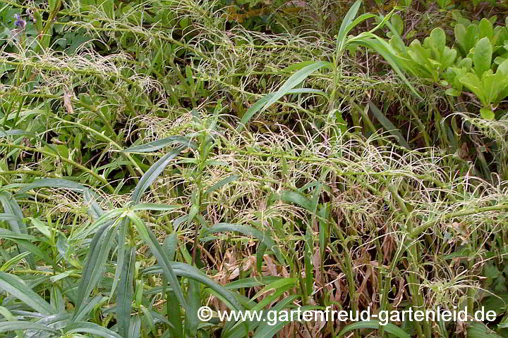 Afterraupenschaden an Polygonatum 'Weihenstephan' (Garten-Salomonssiegel)