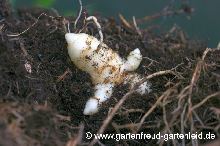 Rhizom von Polygonatum x hybridum 'Weihenstephan' (Garten-Salomonssiegel)