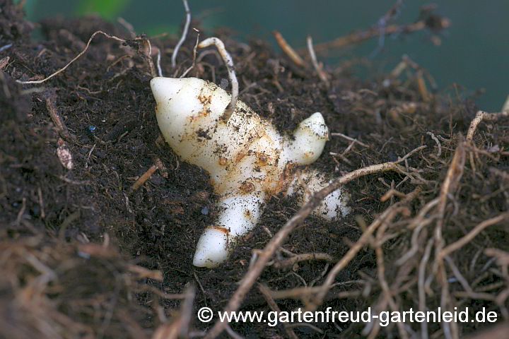 Rhizom von Polygonatum x hybridum 'Weihenstephan' – Garten-Salomonssiegel