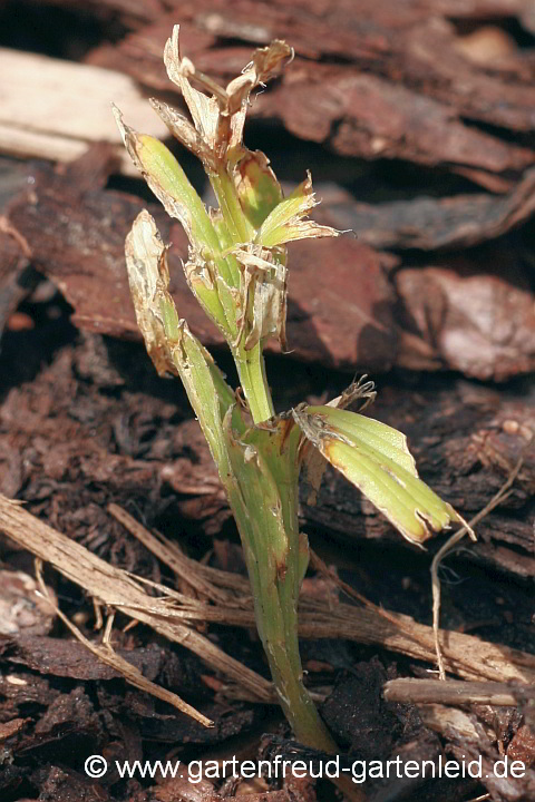 Polygonatum humile (Niedrige Weißwurz) – von Schnecken malträtiert