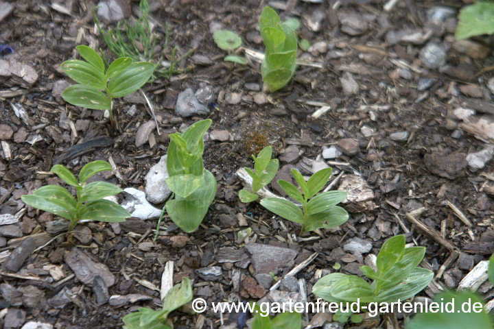 Polygonatum humile – Niedrige Weißwurz