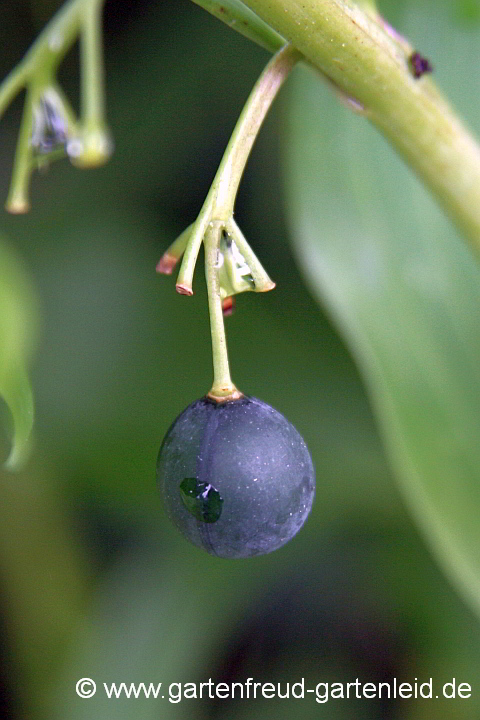 Polygonatum odoratum var. pluriflorum 'Variegatum' – Wohlriechende Weißwurz, Frucht