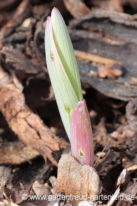 Polygonatum odoratum var. pluriflorum 'Variegatum' (Wohlriechende Weißwurz) – Austrieb